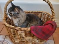 Rustic Farmhouse Vintage Basket, Huge, Perfect for Pillows, Blankets, and More!